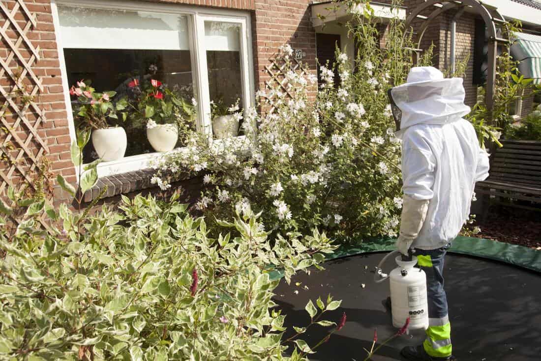 local insect control services